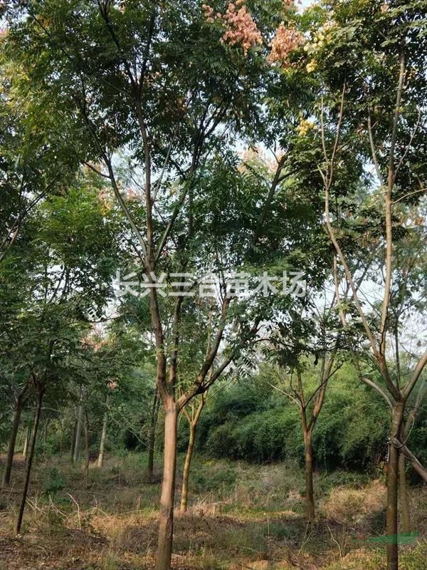 浙江地区供应16-18栾树
