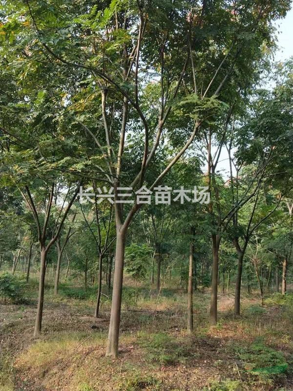 浙江地区供应16-18栾树