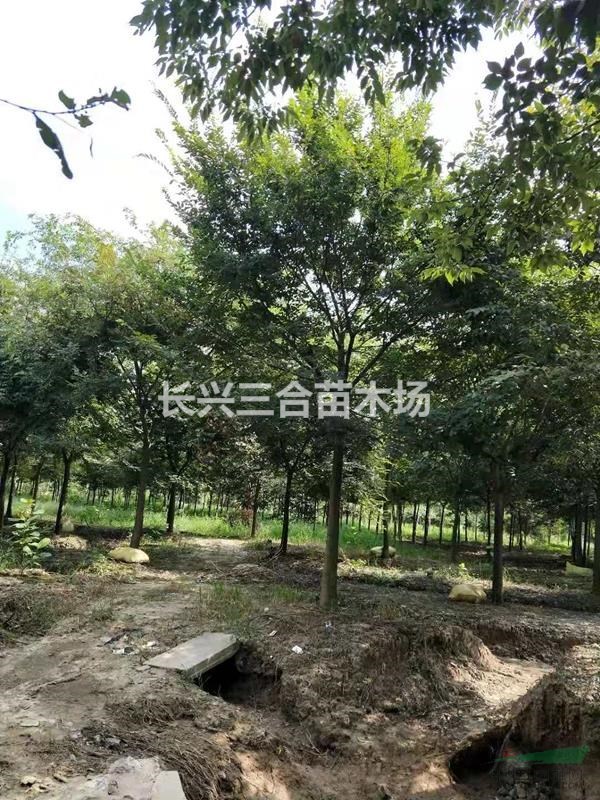 浙江地区供应12-18榉树