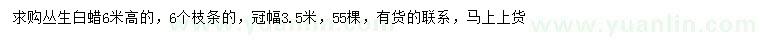 求購高6米叢生白蠟
