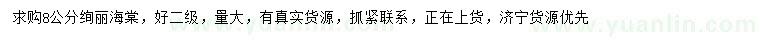 求購8公分絢麗海棠