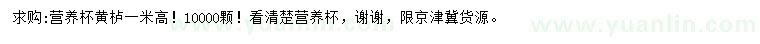 求購(gòu)高1米黃櫨