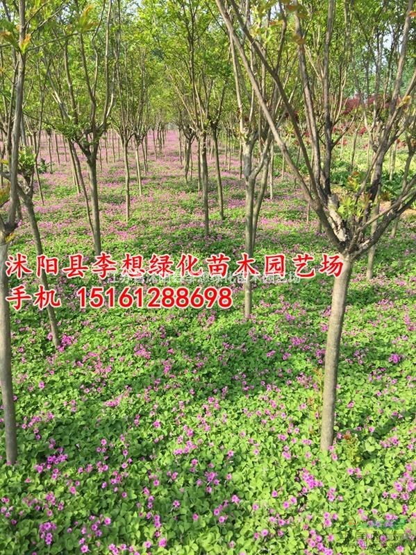 供應(yīng)紅花醡漿草紅花醡漿草產(chǎn)地
