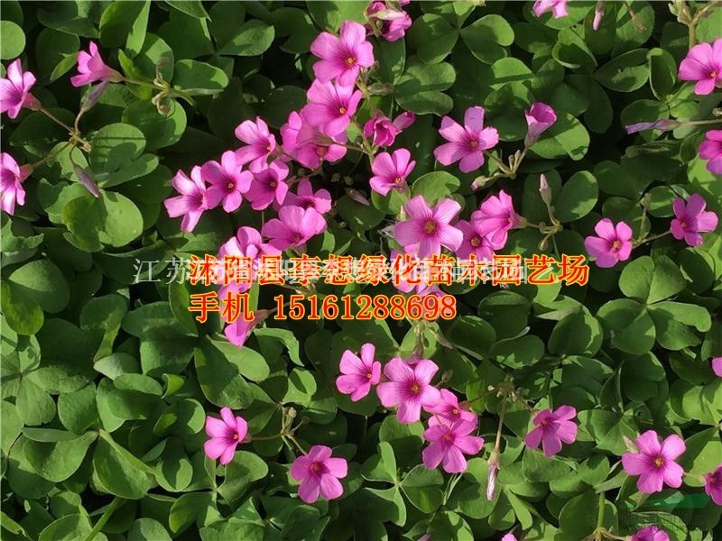 供應(yīng)紅花醡漿草紅花醡漿草產(chǎn)地