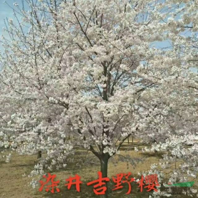 山東櫻花價(jià)格便宜樹形優(yōu)美