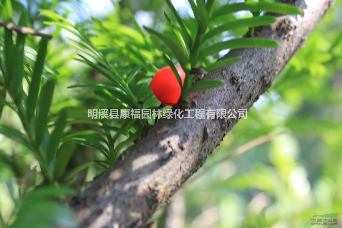 中國(guó)紅豆杉之鄉(xiāng)福建明溪紅豆杉
