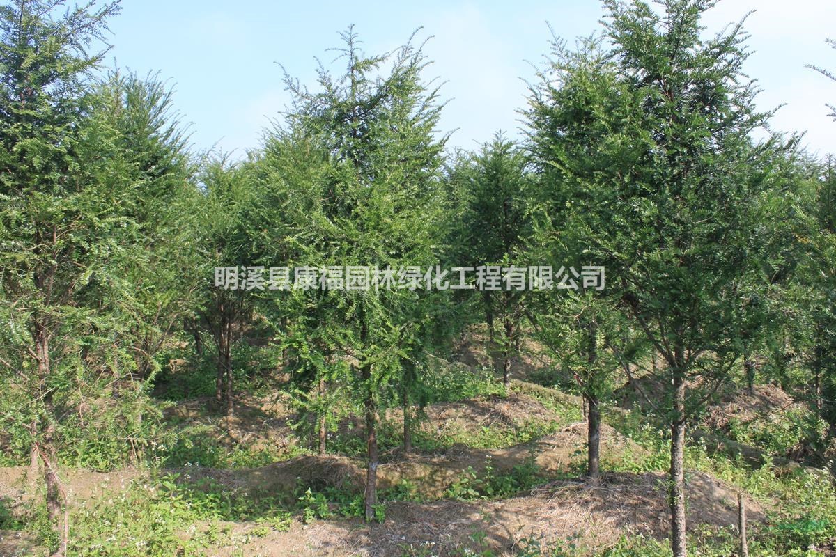 中國(guó)紅豆杉之鄉(xiāng)福建明溪紅豆杉