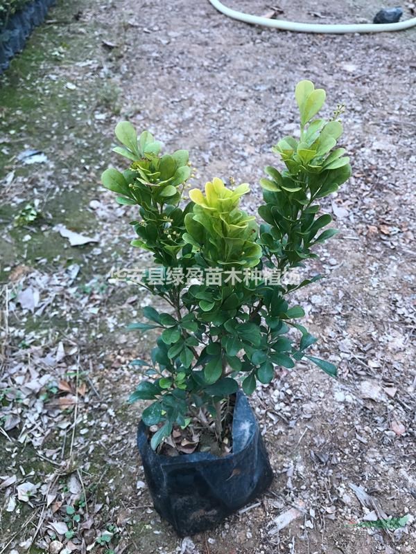 米蘭苗盆栽高度25厘米價格1元