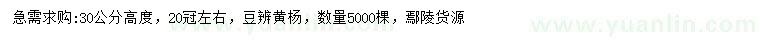 求購(gòu)高30公分豆辨黃楊