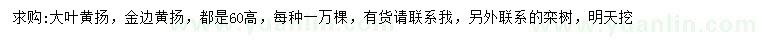 求購高60公分大葉黃楊、金邊黃楊