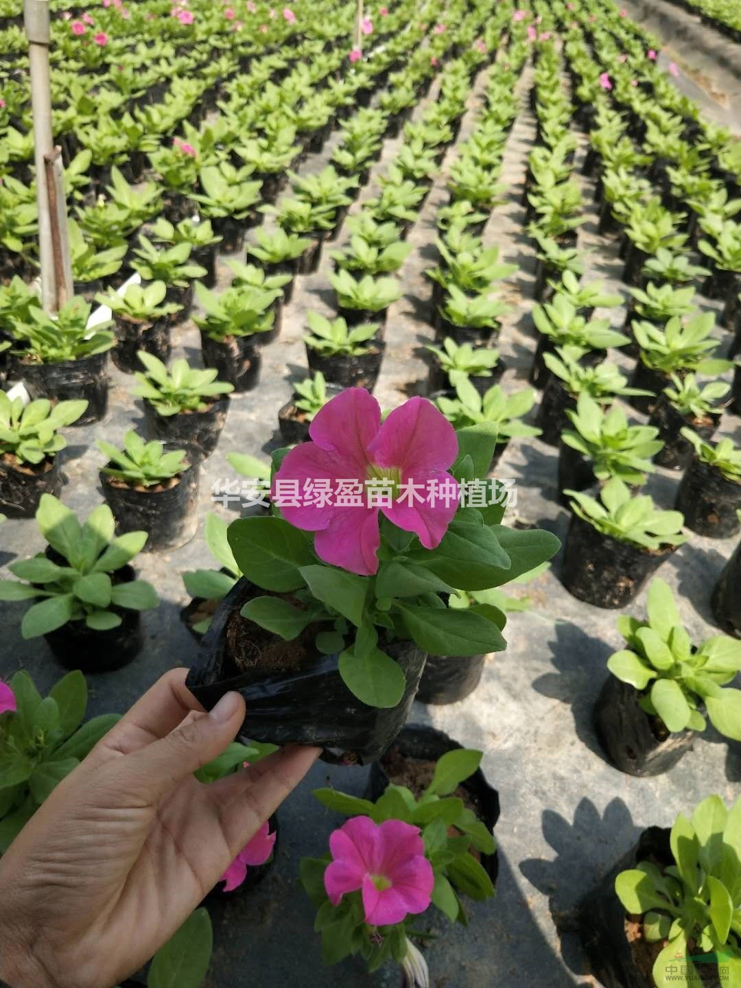 草花硫華菊花 高度20厘米40厘米 價(jià)格1元左右