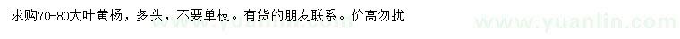 求購70-80公分大葉黃楊