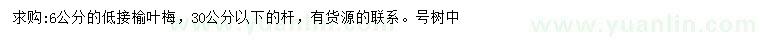 求購6公分榆葉梅