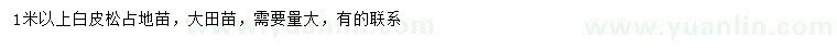 求購(gòu)1米以上白皮松