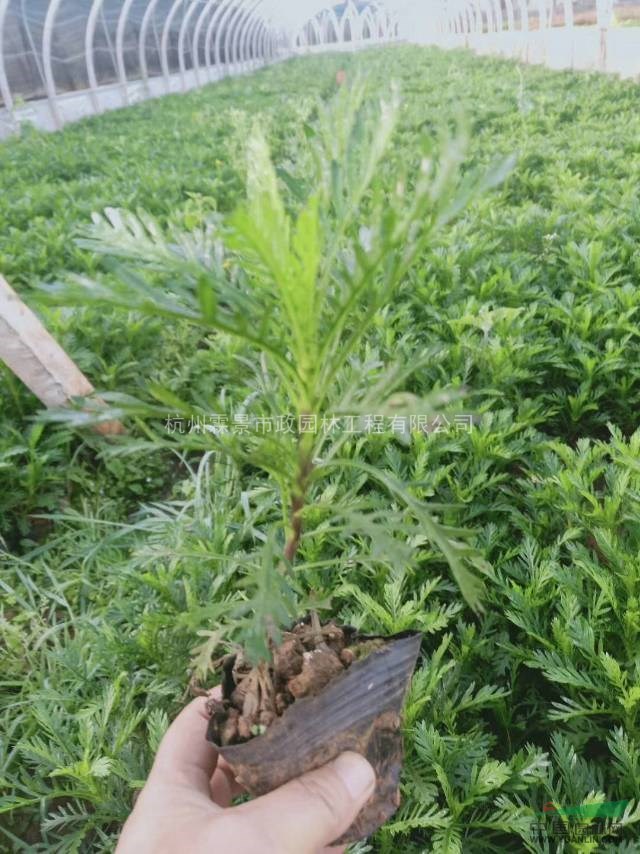 黃金菊