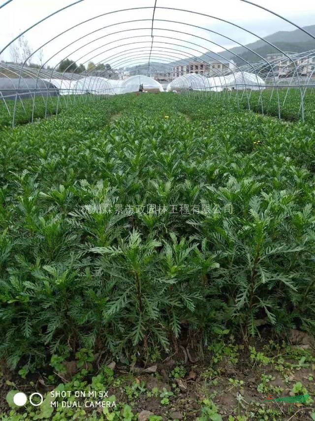 黃金菊