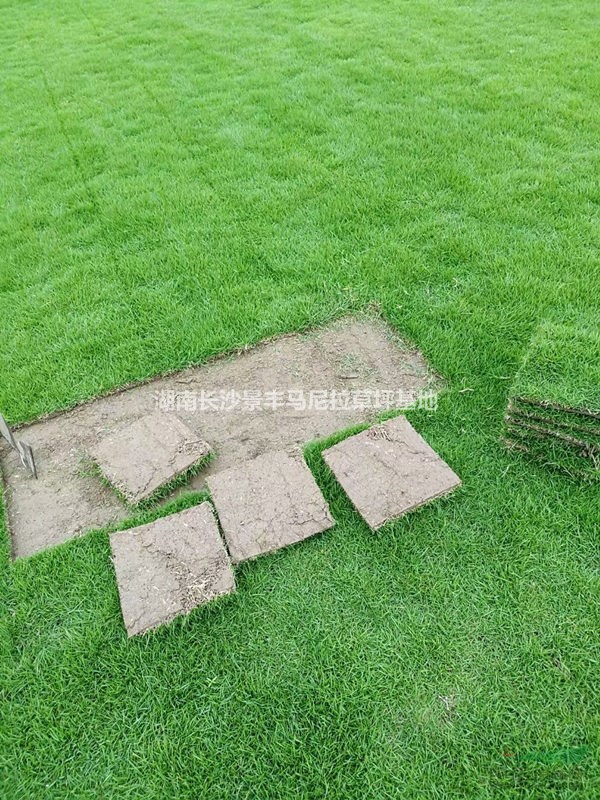 長(zhǎng)沙臺(tái)灣青草皮寧鄉(xiāng)臺(tái)灣草皮基地