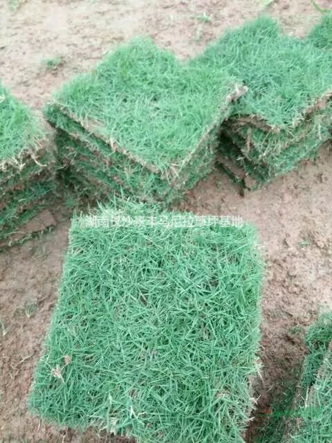 長(zhǎng)沙臺(tái)灣青草皮寧鄉(xiāng)臺(tái)灣草皮基地