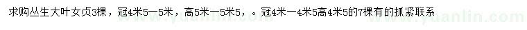 求購高4.5、5-5.5米叢生大葉女貞