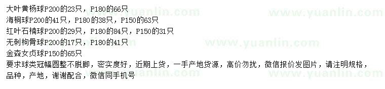 求購大葉黃楊球、海桐球、紅葉石楠球等