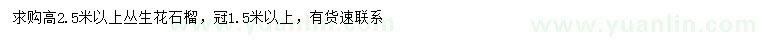 求購高2.5米以上叢生花石榴