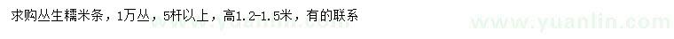 求購高1.2-1.5米叢生糯米條