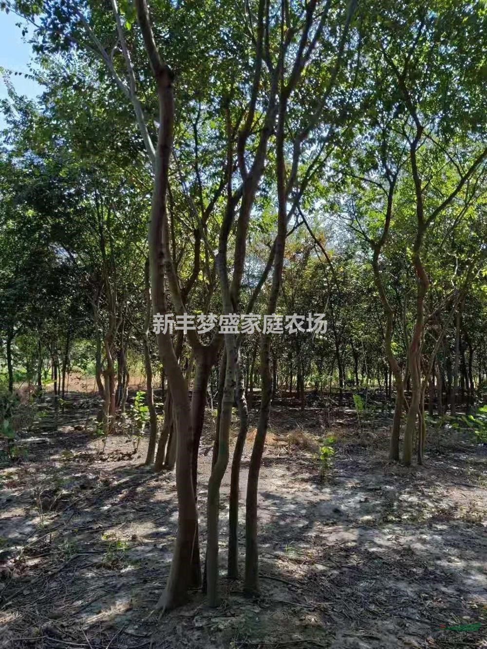 浙江供應(yīng)叢生樸樹規(guī)格齊全