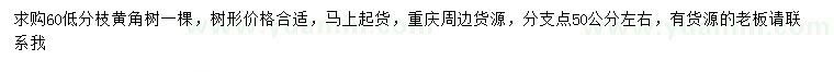 求購60公分黃角樹
