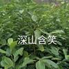 深山含笑行情報(bào)價(jià)/深山含笑圖片展示