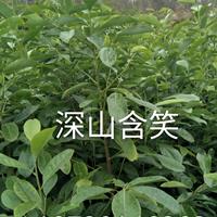 深山含笑行情報價/深山含笑圖片展示