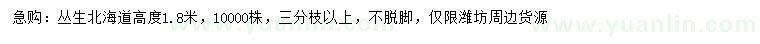 求購高1.8米叢生北海道黃楊