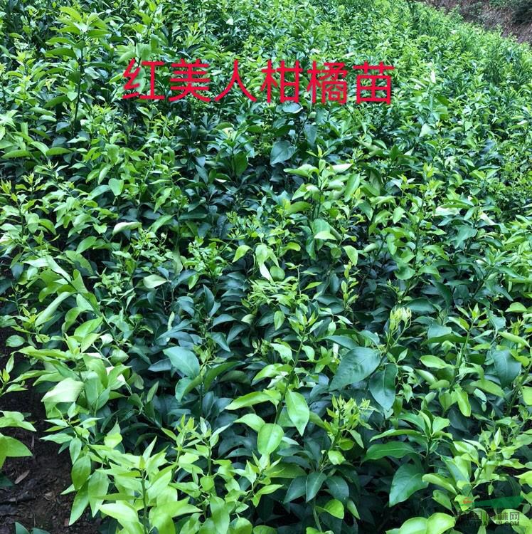 紅美人象山愛媛28號柑橘苗大批量供應(yīng)，量大優(yōu)惠，歡迎咨詢