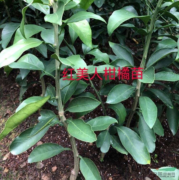 紅美人象山愛媛28號柑橘苗大批量供應(yīng)，量大優(yōu)惠，歡迎咨詢