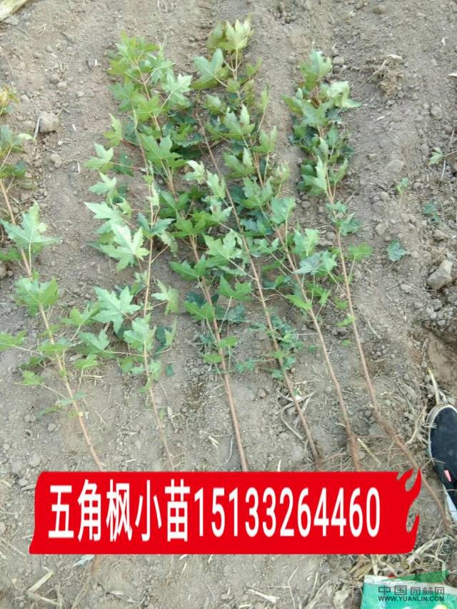 河北五角楓小苗【五角楓苗】價格五角楓苗種植生產(chǎn)廠家直銷供應(yīng)商