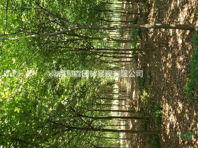 櫸樹3-18公分
