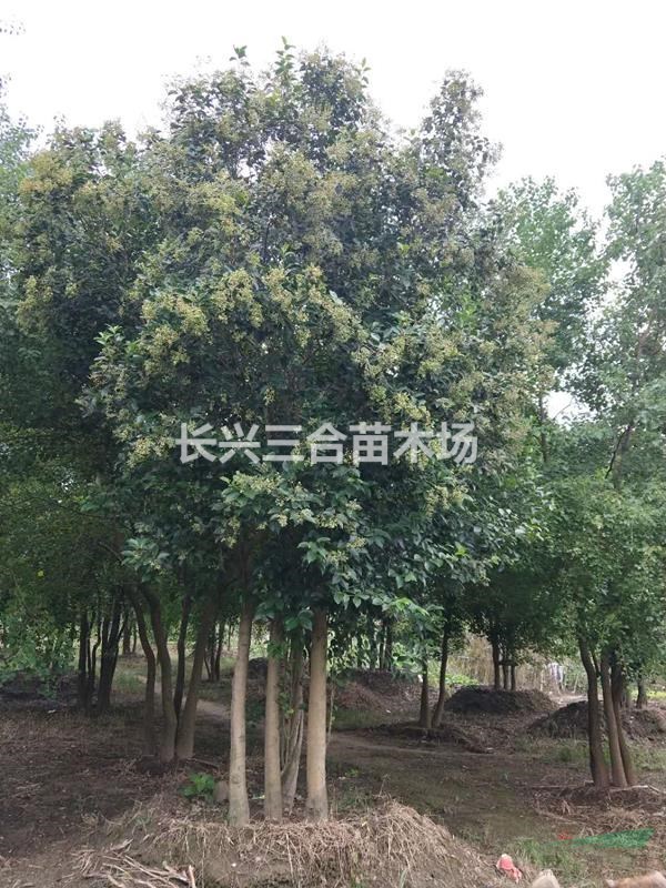 浙江地区供应10的4 杆丛生大叶女贞。质优价廉，欢迎选购
