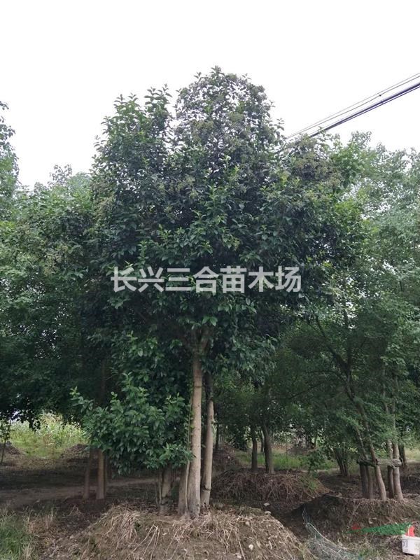 浙江地区供应10的4 杆丛生大叶女贞。质优价廉，欢迎选购