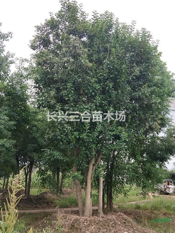 浙江地区供应10的4 杆丛生大叶女贞。质优价廉，欢迎选购