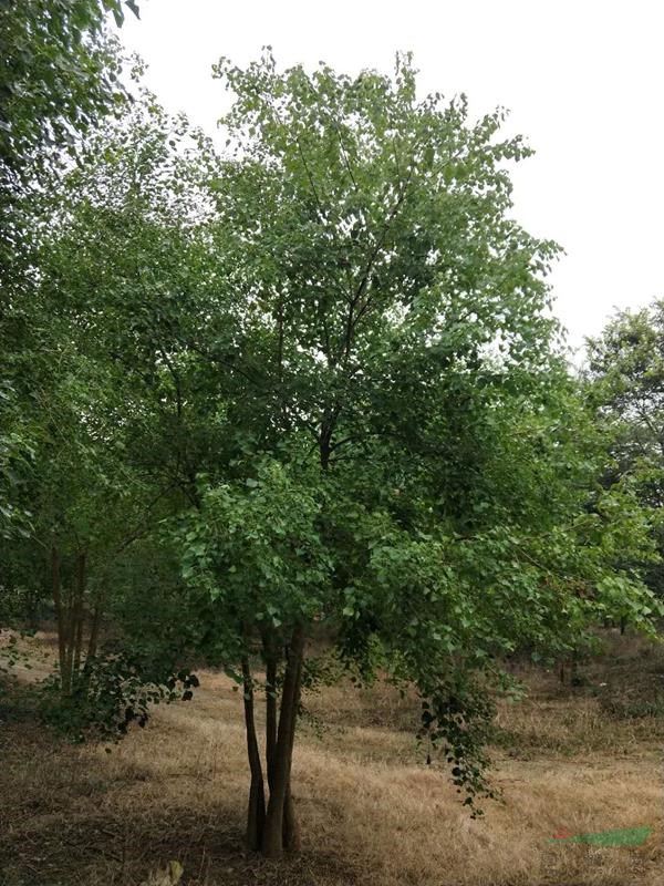 浙江地区供应地径6-8cm,3-5杆丛生乌桕