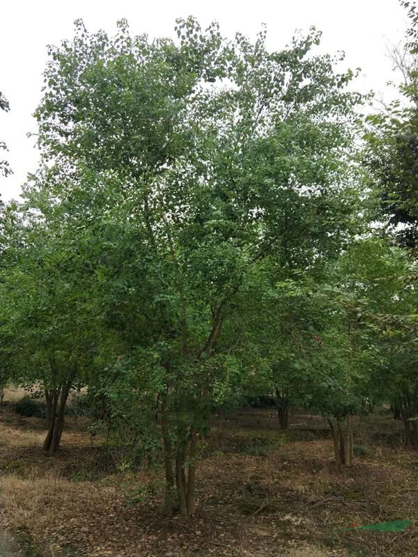 浙江地区供应地径6-8cm,3-5杆丛生乌桕