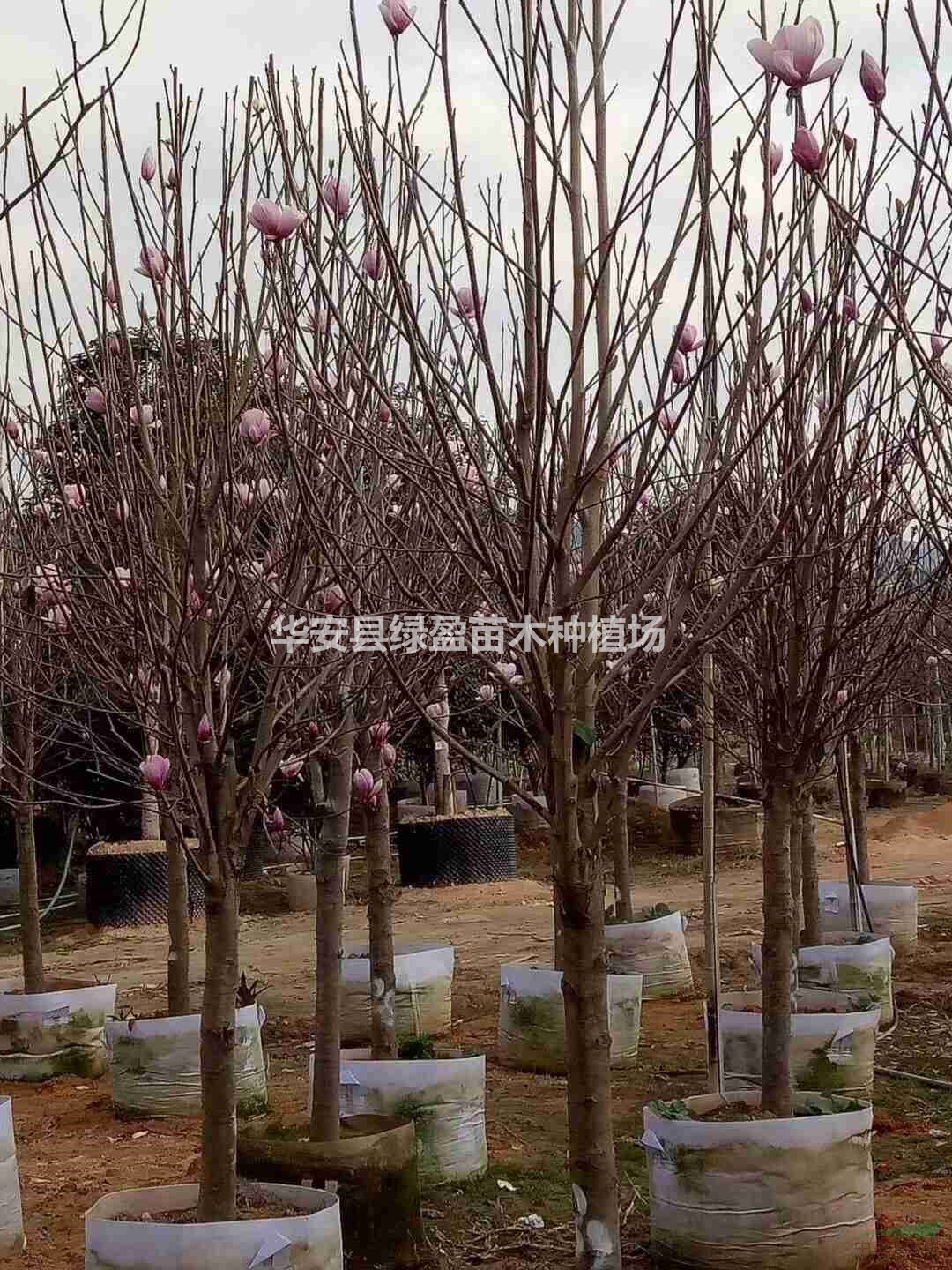紫玉蘭20公分  價格240元