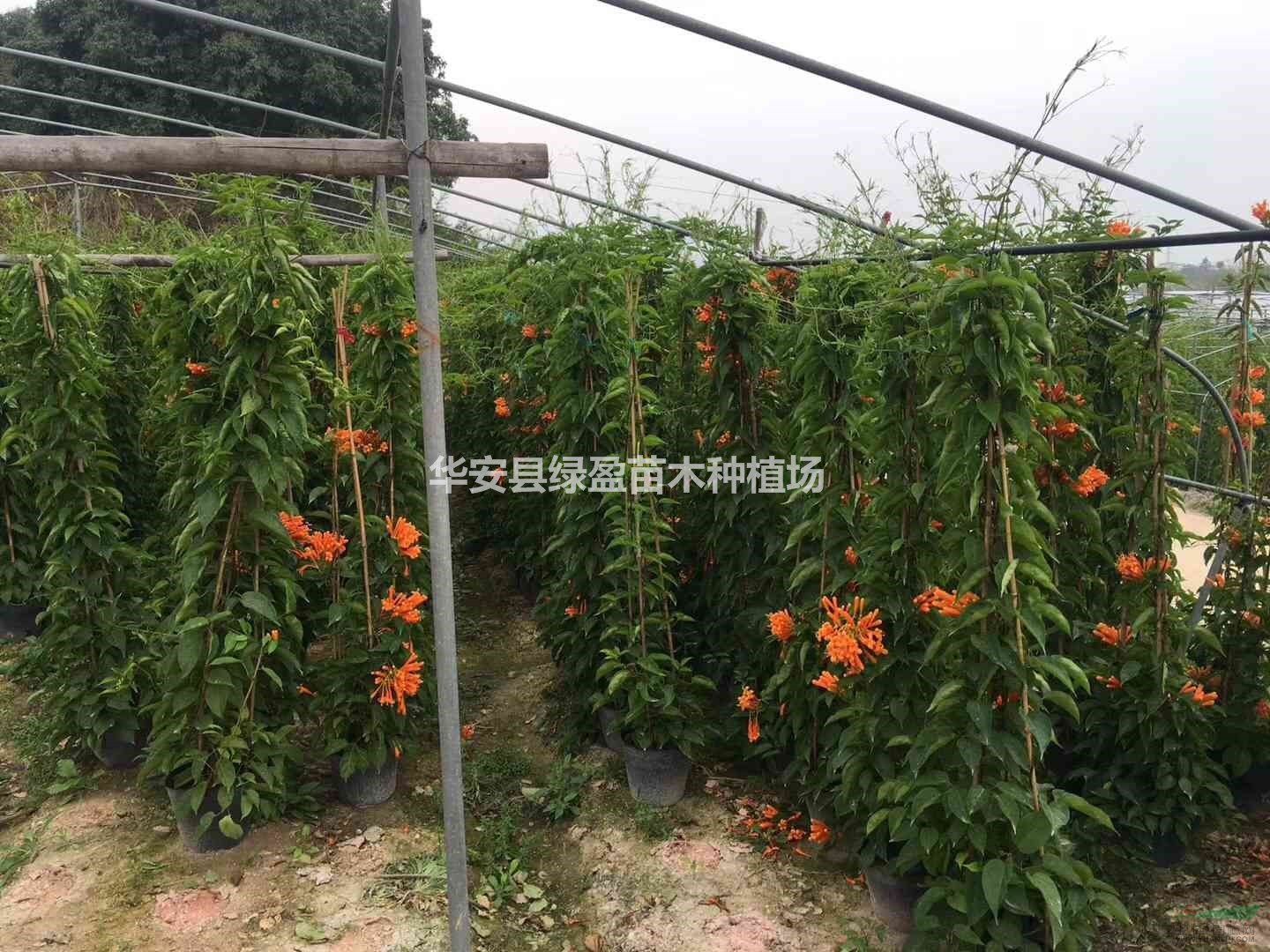 炮仗花 高度1.2 價(jià)格3元