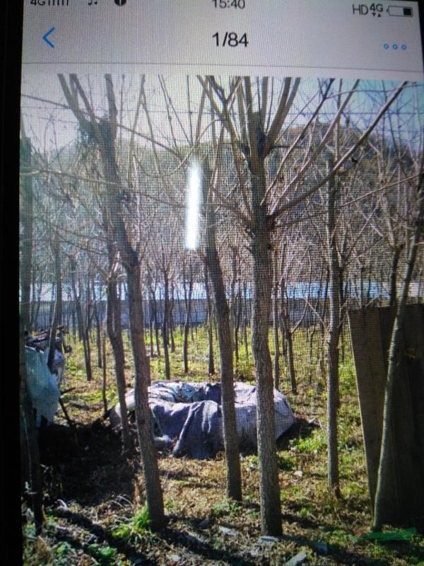 辽宁地区供应黄柏