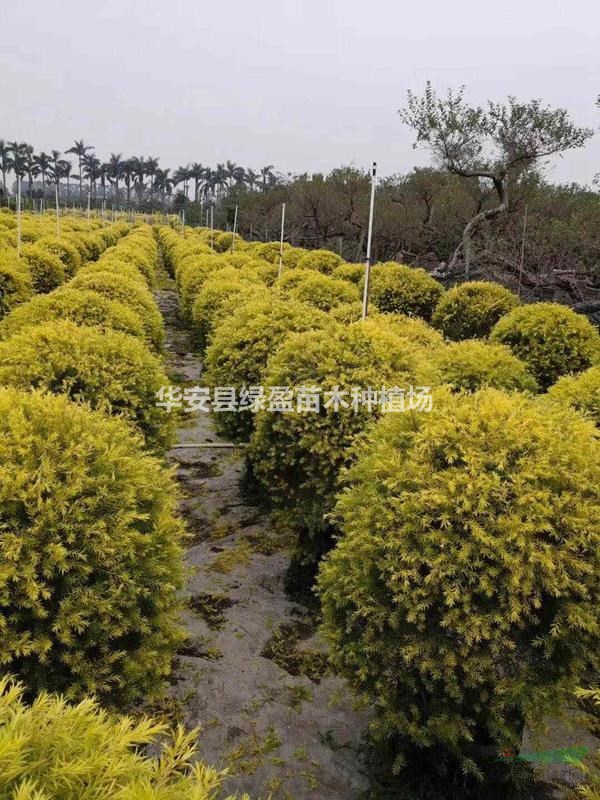 黃金香柳球高度1米 價(jià)格120元