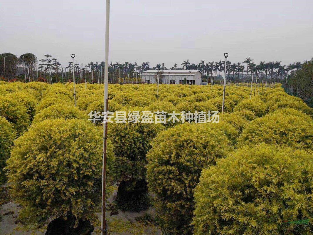 黃金香柳球高度1米 價(jià)格120元