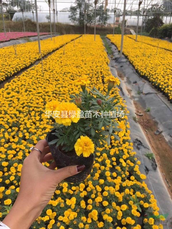 時花非洲鳳仙花 草花高 20公分地被小苗 