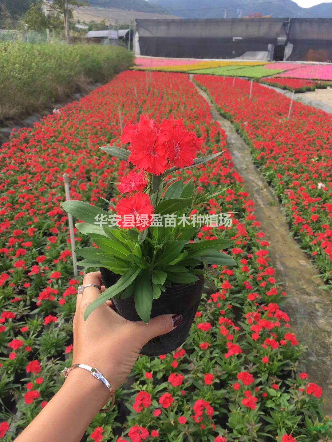 時花非洲鳳仙花 草花高 20公分地被小苗 