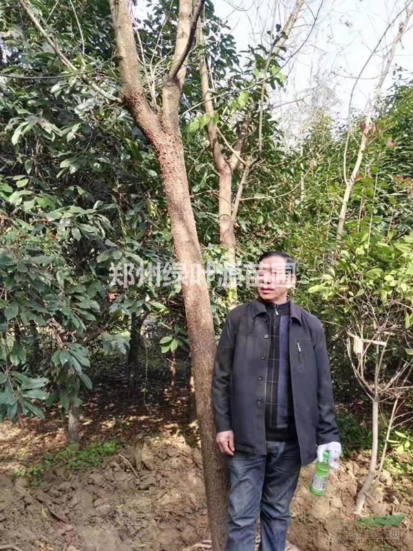 供應(yīng)黃連木