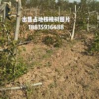 山西地區(qū)出售地徑6-8公分桃樹·10公分主桿桃樹價(jià)錢