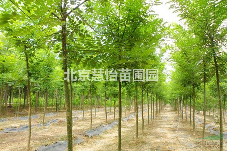 北京哪里有国槐树种植基地出售？